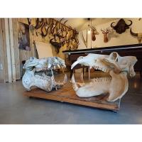 Beestige babbel: Bioloog Robby Van der Velden