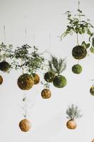 Kokedama: Japanse plantenkunst